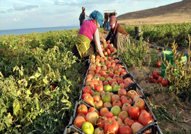 الزراعة ارتفاع صادرات مصر الزراعية لأكثر من 5 ملايين طن