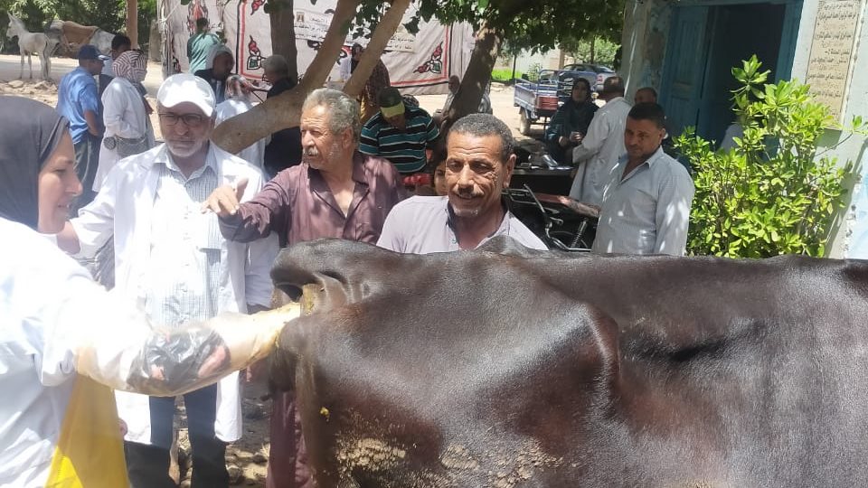 صورة قافلة بيطرية بقرية كفرالديب التابعة لمركز زفتى ضمن مبادرة حياة كريمة