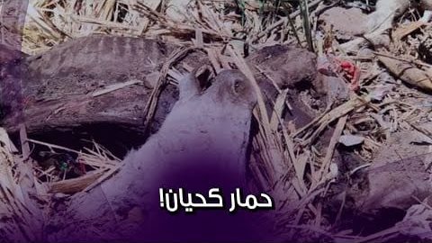 صورة الحمير المصرية في مرمى مافيا تصدير الجلود بعد ارتفاع سعرها